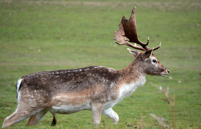 Deer standing on field