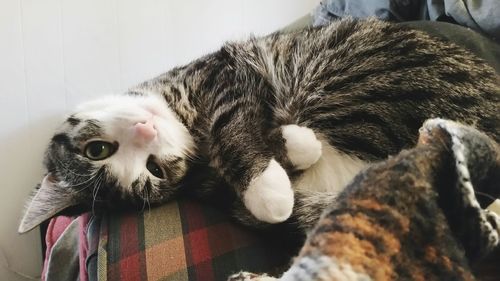 Close-up of cat lying on bed