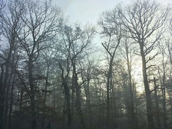 Low angle view of bare trees against sky