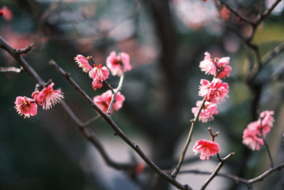 Spring time in tokyo