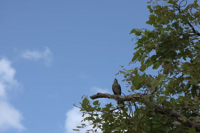 Low angle view of bird perching on tree against sky