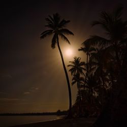 Silhouette palm trees at beach against sky at night