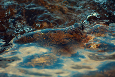 Close-up of jellyfish swimming in water