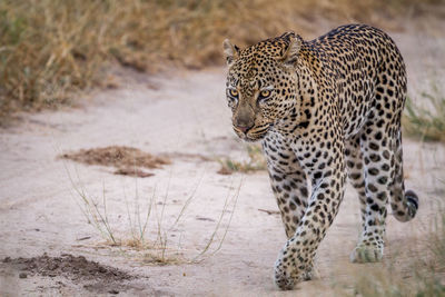 Cheetah walking on field