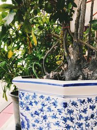 Close-up of potted plant against trees