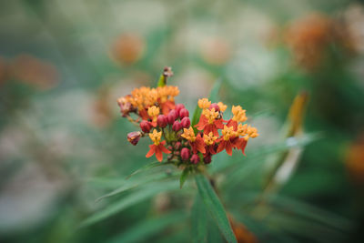 Close-up of flowering plant