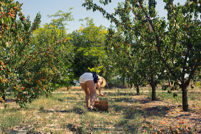 Full length of woman harvesting oranges at orchard