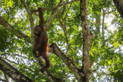 Low angle view of monkey on tree in forest