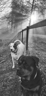 Dog looking away on field