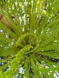 Close-up of fern leaves