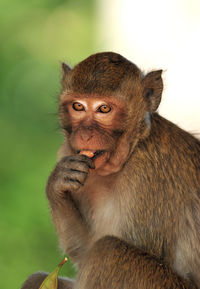 Portrait of monkey sitting outdoors