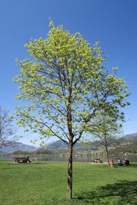 Tree on field against clear sky