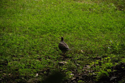 Bird in a field