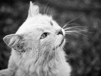 Close-up of cat outdoors