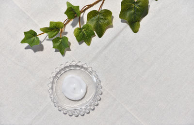 High angle view of plant on glass over white background