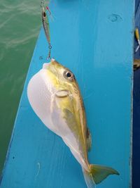 Close-up of puffer fish