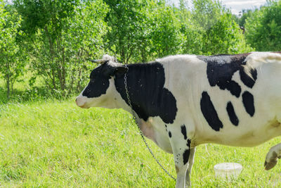 Cow standing in a field