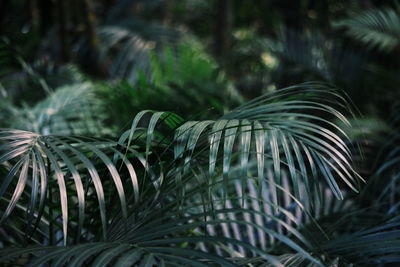 Close-up of palm tree