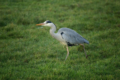 High angle view of gray heron on field