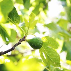 Close-up of leaves on tree