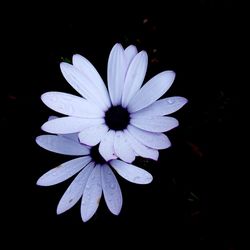 Close-up of flower over black background