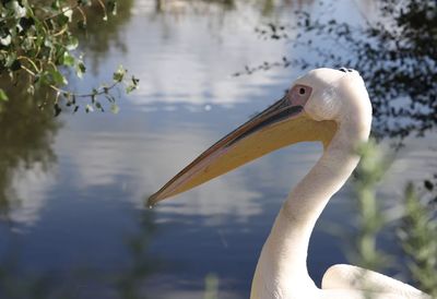 Close-up of pelican in lake