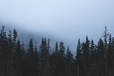 Trees in forest against sky during foggy weather