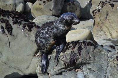 Close-up of seal pup on rocks