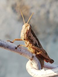 Close-up of insect