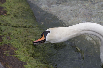 High angle view of swan in lake