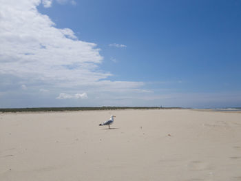 Seagulls on beach