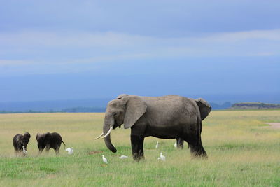 Elephants and calf with birds on field against sky