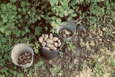High angle view of vegetables on field
