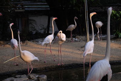 Flamingos at zoo
