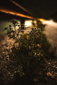 Close-up of plant growing on field at night