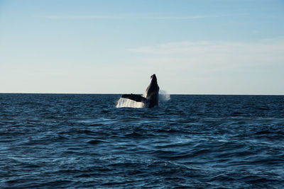 Humpback whale cavorting near islas marietas near bucerias bay, punta mita, mexico