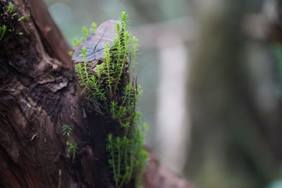 Close-up of moss growing on tree trunk