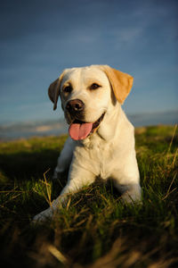 Close-up of dog sitting on grass