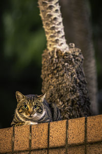 Cat photography shot at tsim sha tsui, hong kong 2024. 03. 28