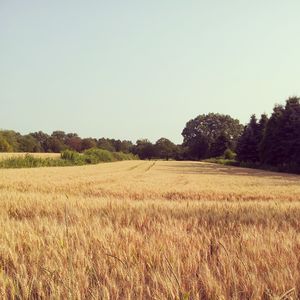 Scenic view of grassy field against clear sky