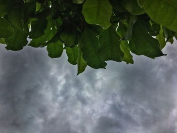 Low angle view of raindrops on plant against sky