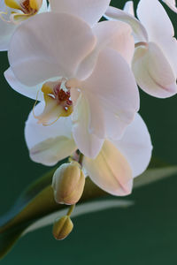 Close-up of white flowers blooming outdoors