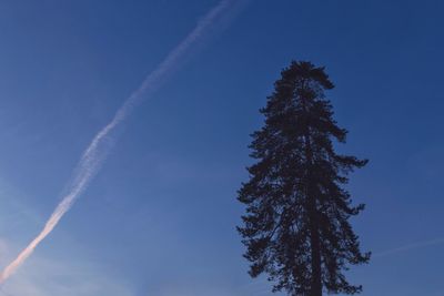 Low angle view of tree against vapor trail in sky