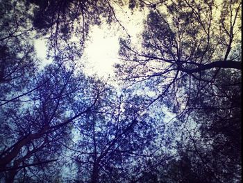 Low angle view of bare trees against sky