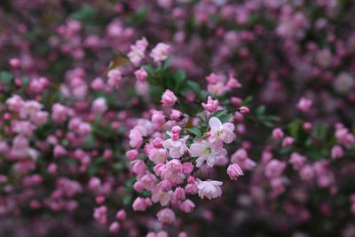 Close-up of pink flowers