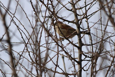 Low angle view of bird perching on bare tree