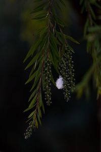 Close-up of pine tree