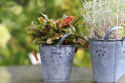 Close-up of potted plant