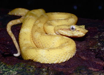 Close-up of lizard