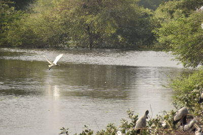 Bird flying over lake